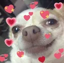 BN_cutedog_6