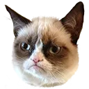 zgrumpycat