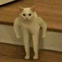 zthot_cat