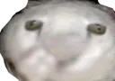 zWRIWD