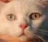 kedi