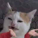 bhg_cat