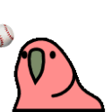 parrot