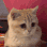laughingcat