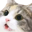 watcat