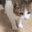 ycatded