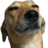 happydog
