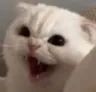 753331784300626011