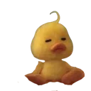 q_duckotur