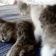 kedi_sarilma