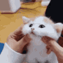 minnos_kedi