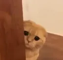 slmkedi