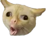 turgo