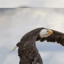 EAGLE LEAGUE #𝐓𝐇𝐄𝐁𝐄𝐒𝐓